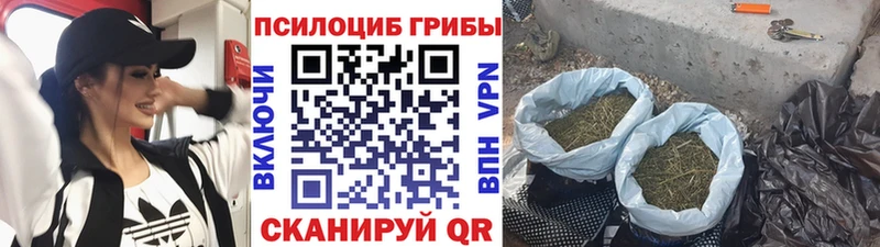 Псилоцибиновые грибы Psilocybine cubensis что такое Лобня